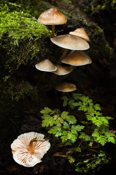Small group of mushrooms with moss  and seedlings on rainy autumn day 