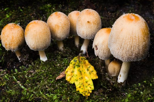 Small group of mushrooms in autumn growing under tree