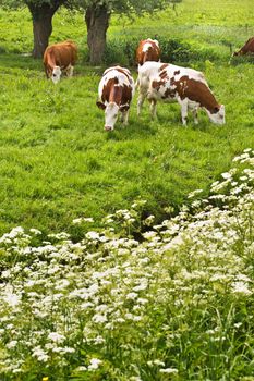 Pollard-willows, cow parsley and grazing cows in spring 
