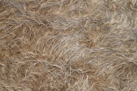 Close up of Buffalo fur background
