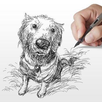 hand drawn Golden retriever dog on white background