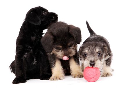 little puppies isolated on a white background