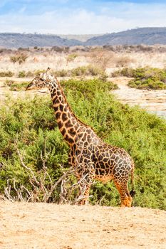 Kenya, Tsavo East National Park. Free giraffe in sunset light.