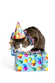 Cat wearing a birthday hat on top of a present on a white background.
