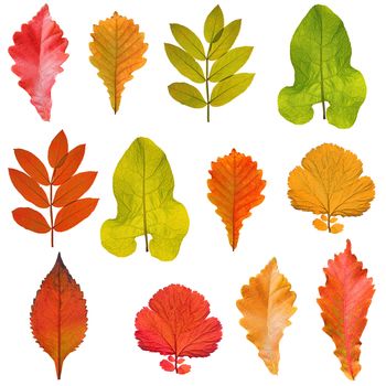 collection of tree leaves isolated on white background