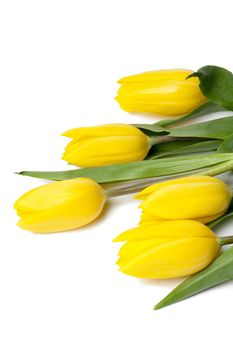 Image of five yellow tulips on white background