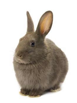 Image of a fluffy brown bunny sitting on white background.
