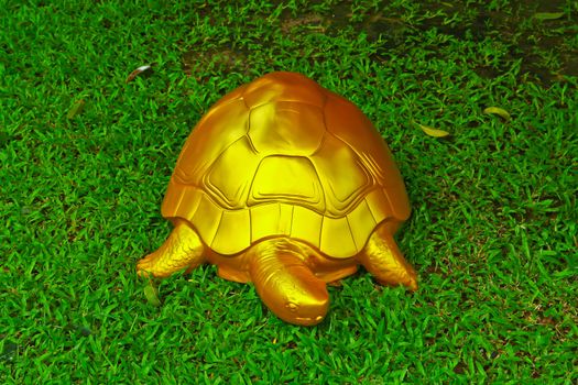 turtle in garden