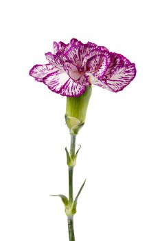 Close-up portrait of fresh bloom purple carnation standing on a white background