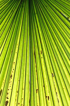 Beautiful tropical palm leaf backlit with sunlight shining through