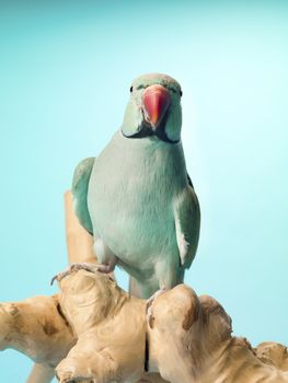 Front view of a parrot standing on a wooden log and looking at camera.