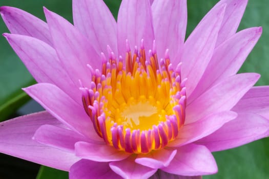 Pink lotus blooming in the tropical garden