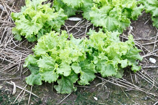 green fresh lettuce growing at a farm