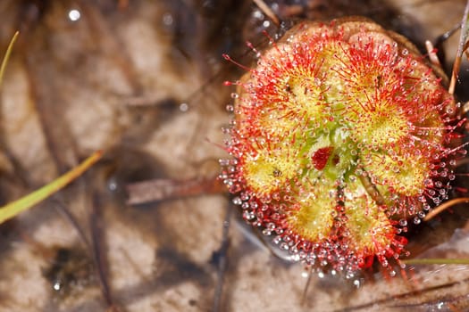 Drosera tokaiensis Carnivorous Plant That Eating Insect