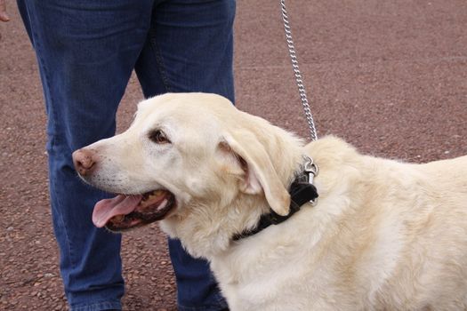 happy golden labrador waits with its owner