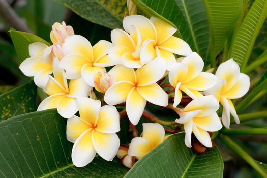 Branch of tropical flowers frangipani (plumeria), Thailand.