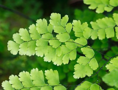 Fern plants cover the ground of the natural forest.