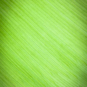 Texture background of backlight fresh green Leaf.