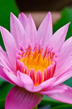 Pink lotus blooming in the tropical garden