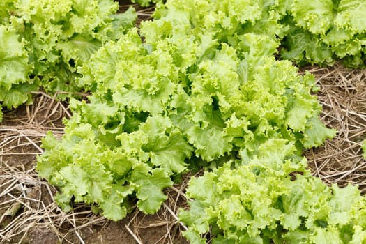 green fresh lettuce growing at a farm