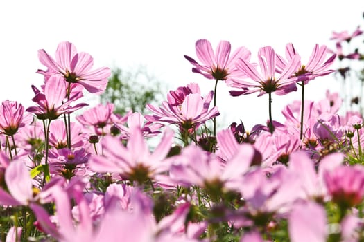 Pink flower in a beautiful day.