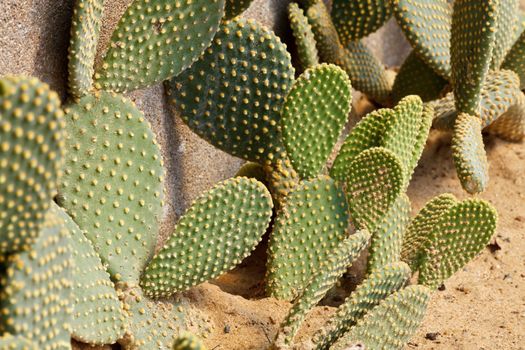 Detail of cactus growing in the garden.