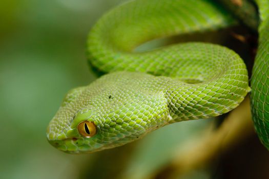 Green snake in rain forest, Thailand