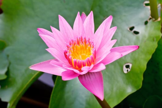 Pink lotus blooming in the tropical garden