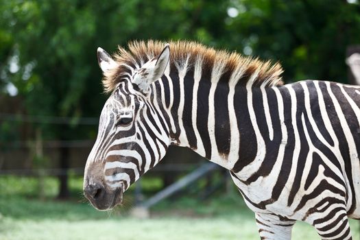 Head of zebra in green field.