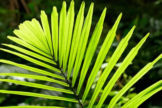 Beautiful tropical palm leaf backlit with sunlight shining through