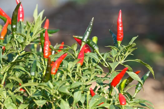 ripe red hot chili peppers on the plant