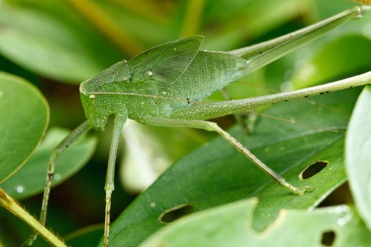 Grasshopper in green nature in rain forest,Thailand.