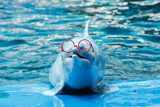 Dolphin show in the park at phuket province, thailand.