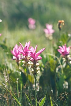 Pink field of Siam tulip at Chaiyaphum Province, Thailand.