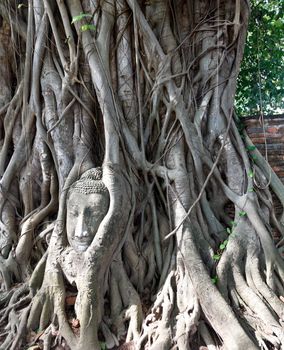 Head of Sandstone Buddha in The Tree Roots at Wat Mahathat, Ayutthaya, Thailand