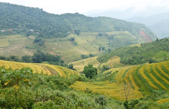 Rice terraces and cottage in the mountains in Sapa, Vietnam