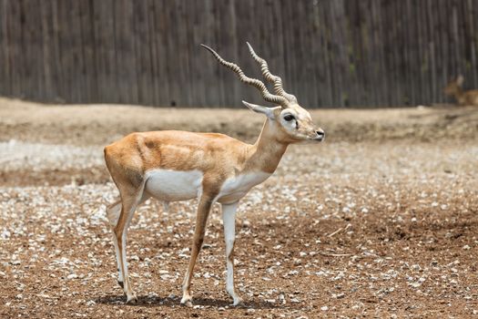 A young male deer  in the ground