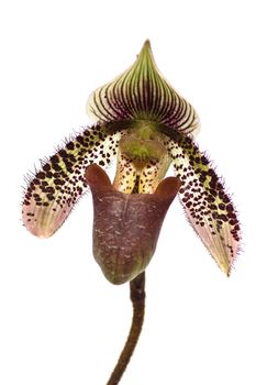 Close up of lady's slipper orchid (Paphiopedilum Callosum).