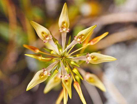 Exotic flowers in forest at National park, Thailand.