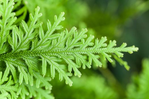 Green lush ferns growing in forest in wild