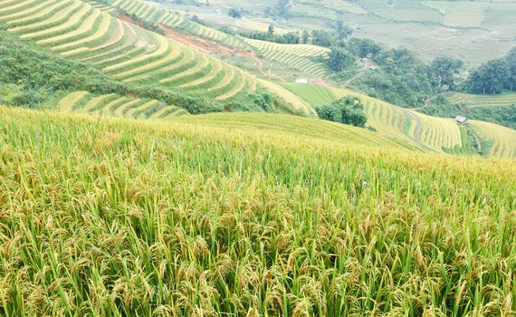 Rice terraces and cottage in the mountains in Sapa, Vietnam