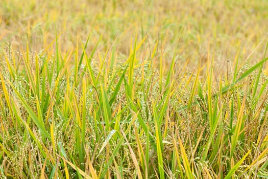 Close up of Green rice in Sapa, Vietnam.