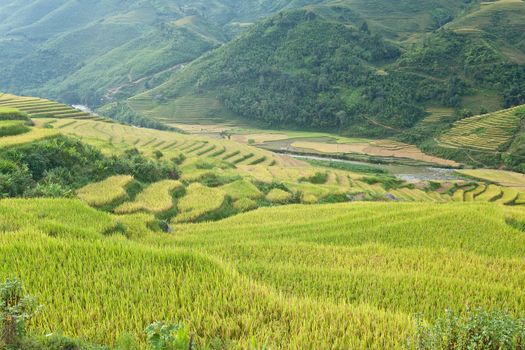 Rice terraces in the mountains in Sapa, Vietnam