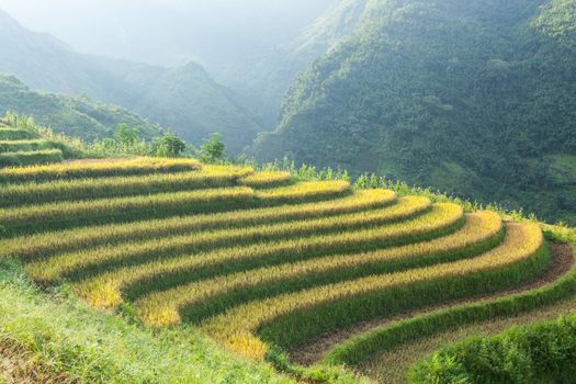 Rice terraces in the mountains in Sapa, Vietnam