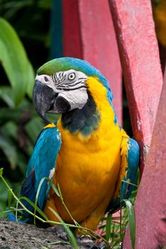 The Blue-and-yellow Macaw (Ara ararauna), also known as the Blue-and-gold Macaw, is a member of the group of large Neotropical parrots known as macaws.