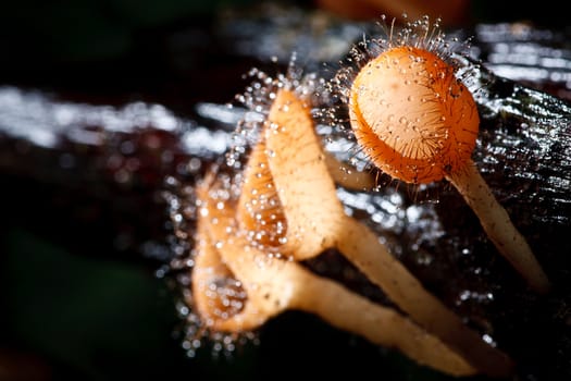 Orange mushroom or Champagne mushroom in rain forest, Thailand.