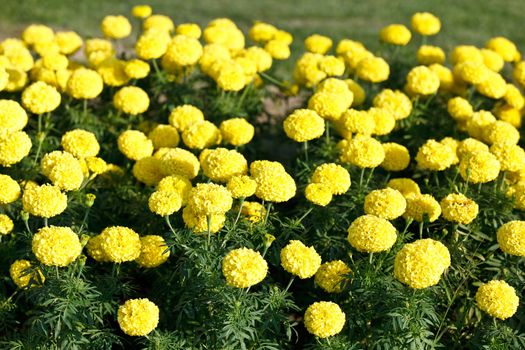 Yellow marigolds growing in the garden, Thailand.