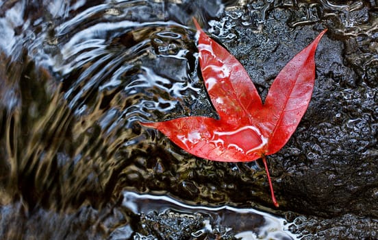 Red maple leaf in Phukradung National Park, Loei, Thailand.