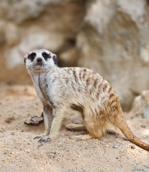 Suricate or Meerkat sitting on the sand.