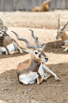 A young male deer sits in the ground, while a doe sits in the background behind him.